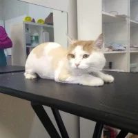 Груминг-салон ZooDiscount на проспекте Металлургов Фото 2 на проекте Magnitogorsk.vetspravka.ru Груминг-салон ZooDiscount на проспекте Металлургов Фото 2 на проекте Magnitogorsk.vetspravka.ru