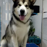 Зоосалон BARBER PET Фото 2 на проекте Magnitogorsk.vetspravka.ru Зоосалон BARBER PET Фото 2 на проекте Magnitogorsk.vetspravka.ru